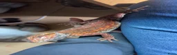 Bearded Dragon reptiles for sale: 2 bearded dragons / leopard gecko - Advert 1