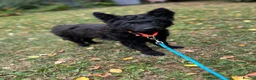 Mudi dogs for sale: KC registered Hungarian Mudi puppies  - Advert 1