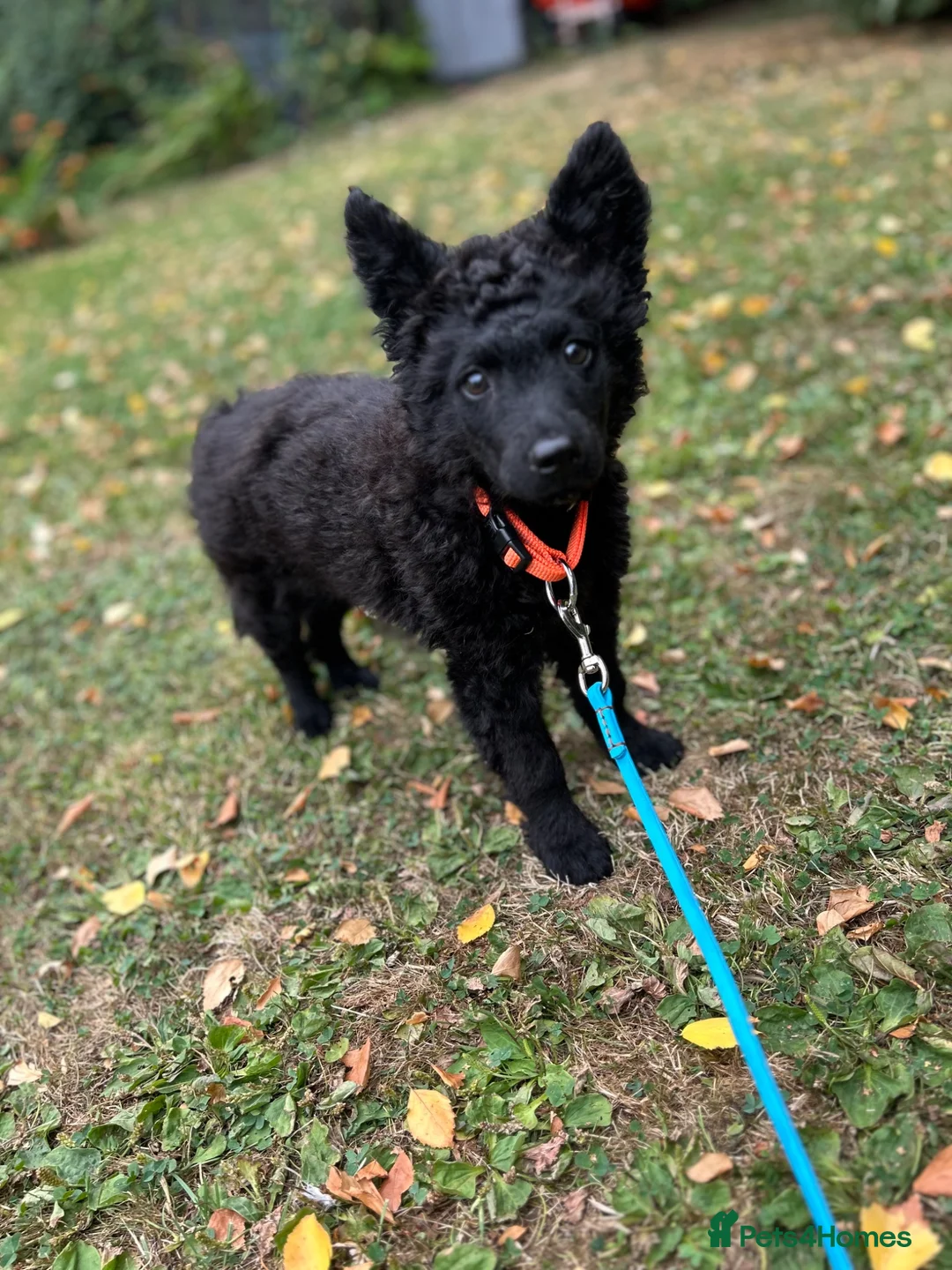 Mudi dogs for sale: KC registered Hungarian Mudi puppies  - Advert 1