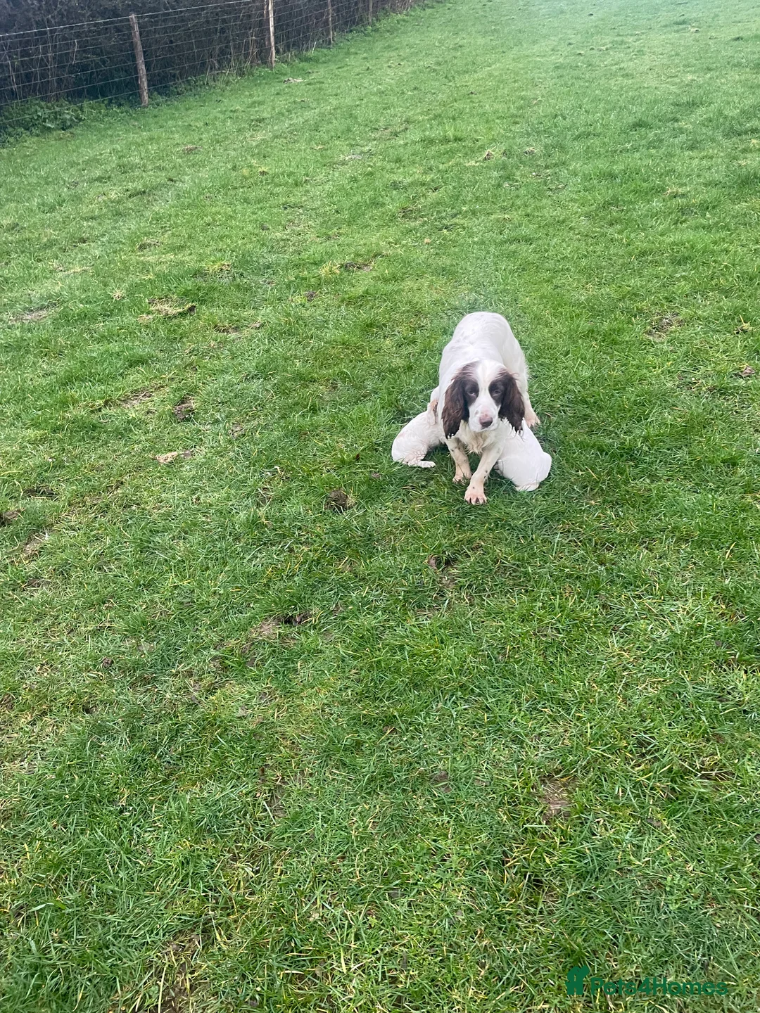 Sprocker dogs for sale: Sprocker puppies  - Advert 2