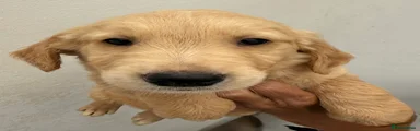 Golden Retriever 2