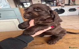 Cocker Spaniel dogs for sale: Show quality pups available  - Image 7
