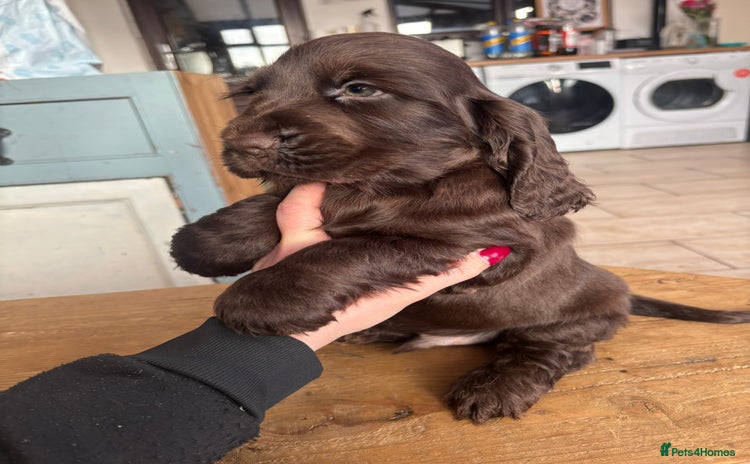 Cocker Spaniel dogs Show ! breeding or pet ! Quality show pups - Advert 14