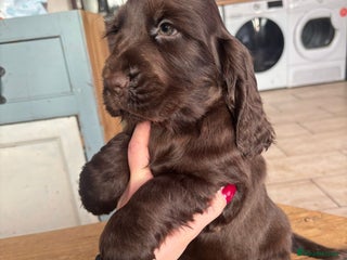 Cocker Spaniel dogs Show ! breeding or pet ! Quality show pups - Advert 6
