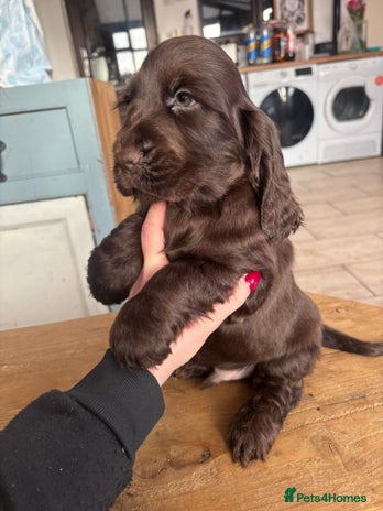 Cocker Spaniel dogs Show ! breeding or pet ! Quality show pups - Advert 14