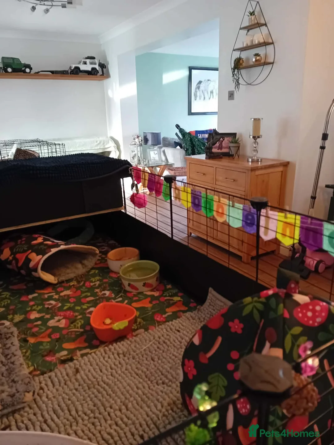 Guinea Pig rodents for sale: Bonded Lunkarya baby brothers/ three tier CC cage - Advert 4