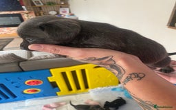 Mixed Breed dogs for sale: REDUCED only 2 left Tiny chiweenie puppy’s  - Image 31