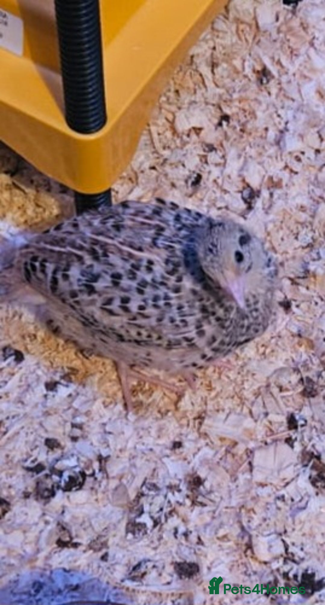Quail poultry for sale: Beautiful coturnix quail chicks - Advert 7