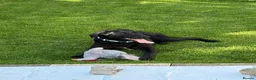 Mixed Breed dogs for adoption: Meet Ellie, currently residing in Wiltshire  in Swindon - Advert 2