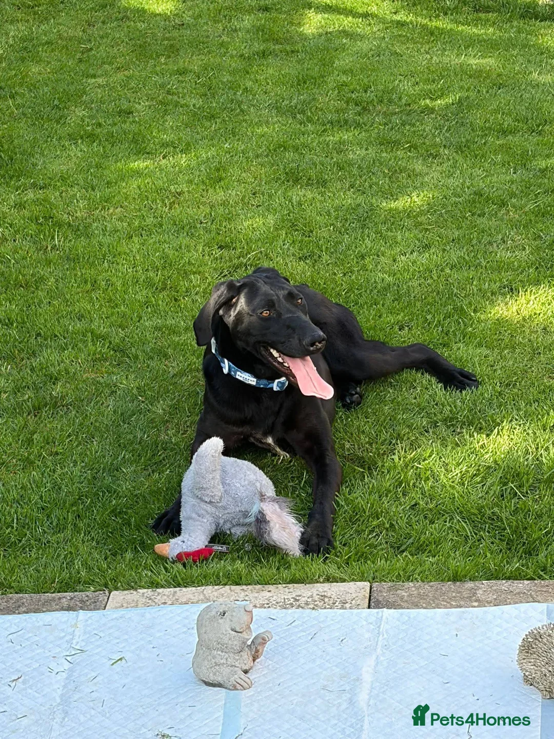 Mixed Breed dogs for adoption: Meet Ellie, currently residing in Wiltshire  in Swindon - Advert 2