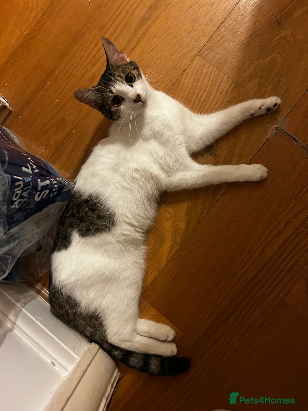 Mixed Breed cats for sale: Mixed breed - Advert 2