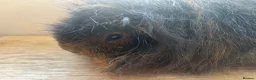 Guinea Pig rodents for sale: Father and son Swiss boys - Advert 6