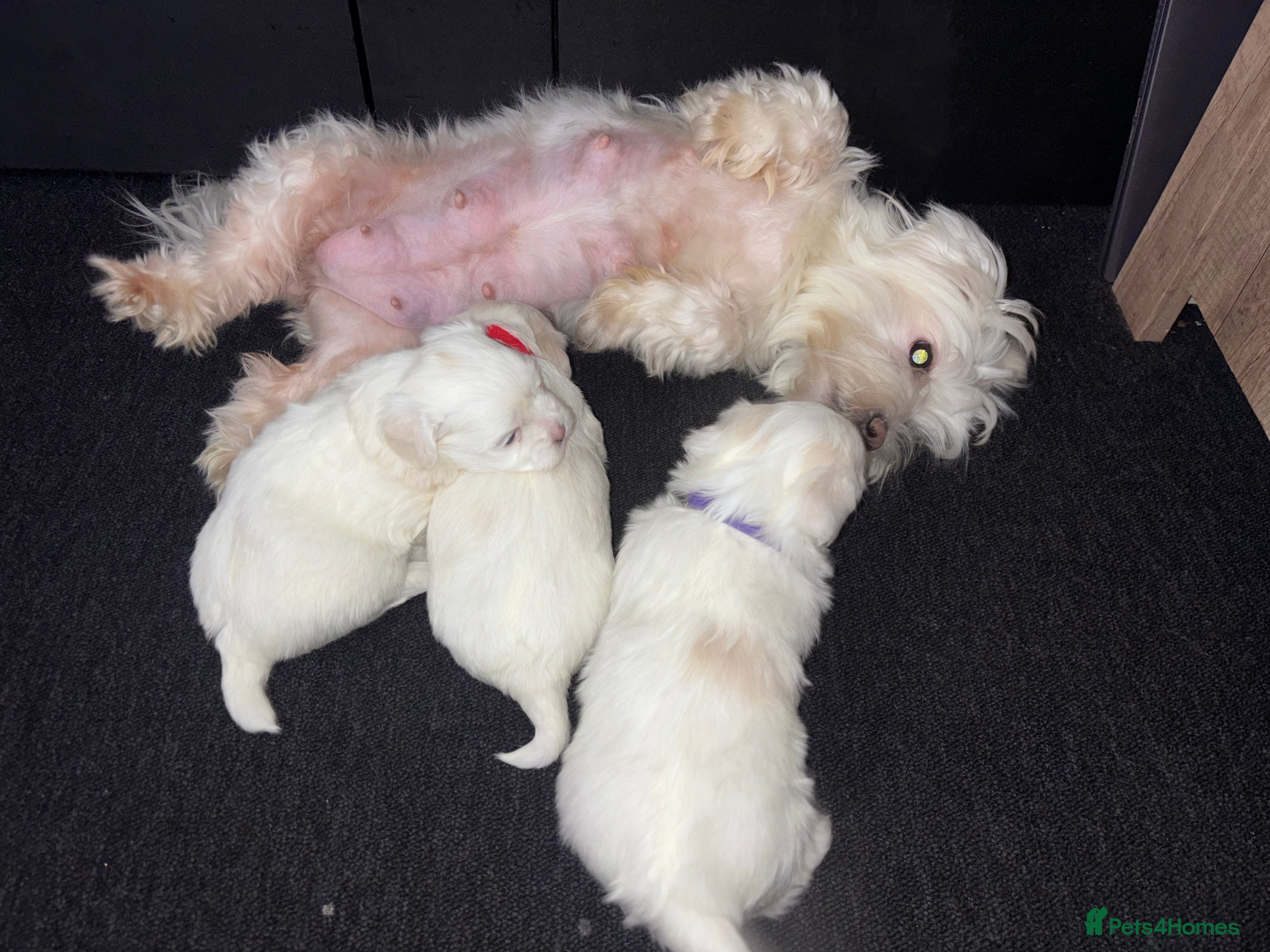 Maltese dogs Maltese Puppy - Advert 1