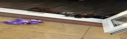 Dachshund dogs for sale: KEC REG MINIATURE LONG HAIRED dachshund puppies - Advert 10