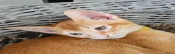 Abyssinian cats for sale: Abyssinian kittens - Advert 6
