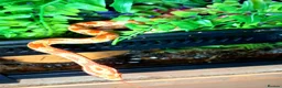 Corn Snake reptiles for sale: Corn snakes forsale 2025 corn snakes 2026 clutches - Advert 25