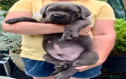 Cane Corso dogs for sale: Champion Lines Cane Corso puppies for sale - Image 11