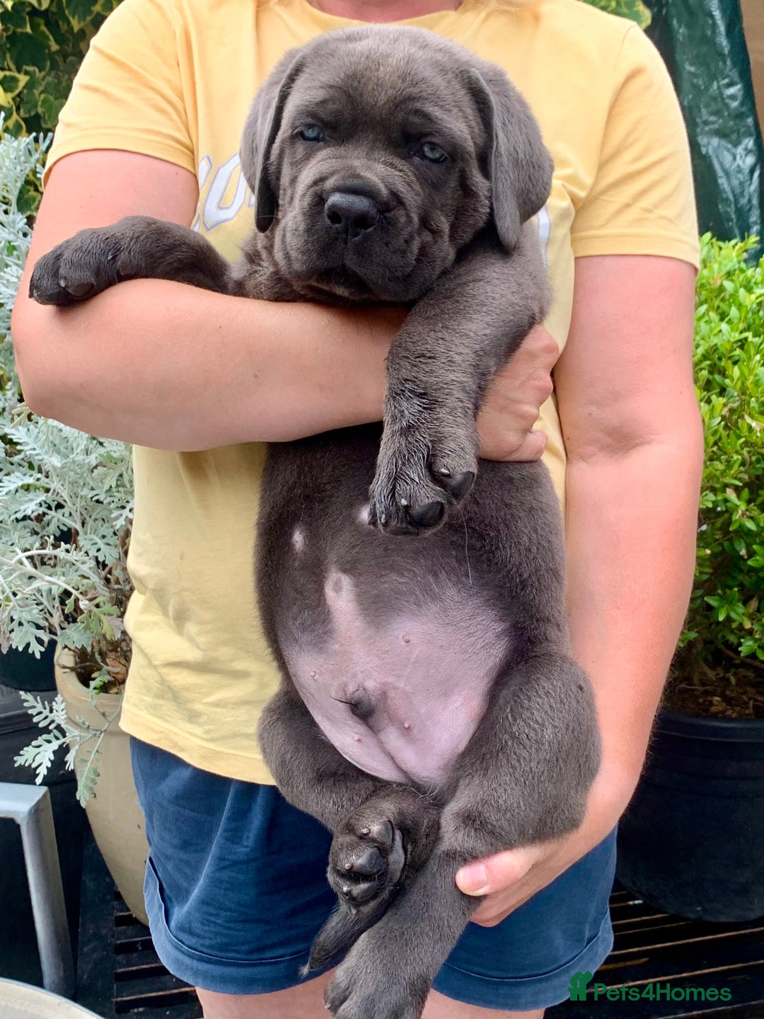 Cane Corso dogs for sale: Champion Lines Cane Corso puppies for sale - Image 11