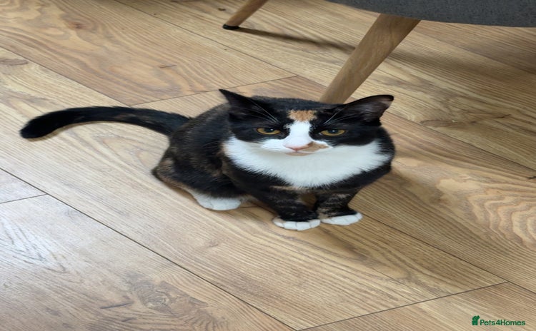 Mixed Breed cats - Advert 1