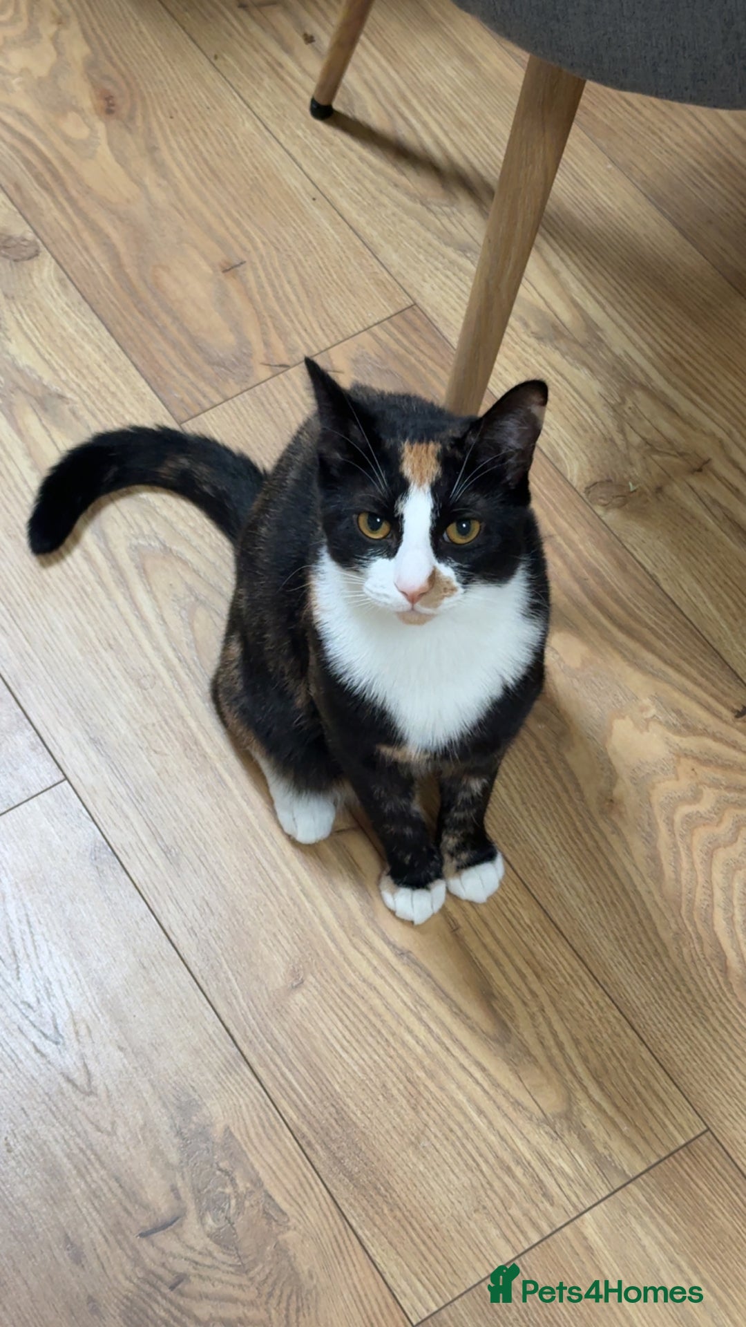 Mixed Breed cats for sale: 2 Spayed Female Cats, Free to a Loving Home  - Image 1