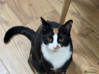 Mixed Breed cats - Advert 13