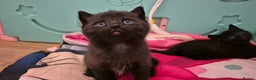 British Shorthair cats for sale: Beutiful British short hair cross kittens  - Advert 7