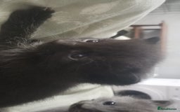 Mixed Breed cats for sale: 3 Beautiful Norwegian Forest X Kittens for sale. - Advert 9