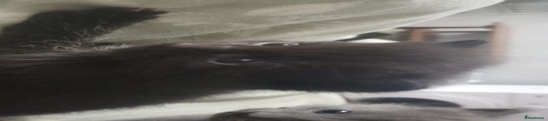 Mixed Breed Kitten 2