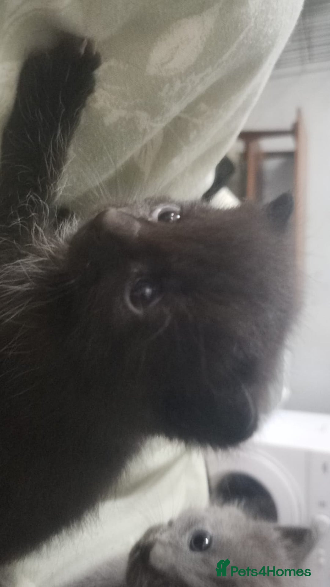 Mixed Breed cats for sale: 3 Beautiful Norwegian Forest X Kittens for sale. - Advert 9