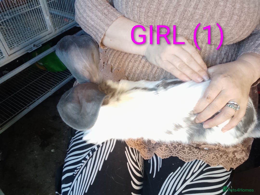 Giant Papillon rabbits for sale: Giant Papillon babies - Image 8