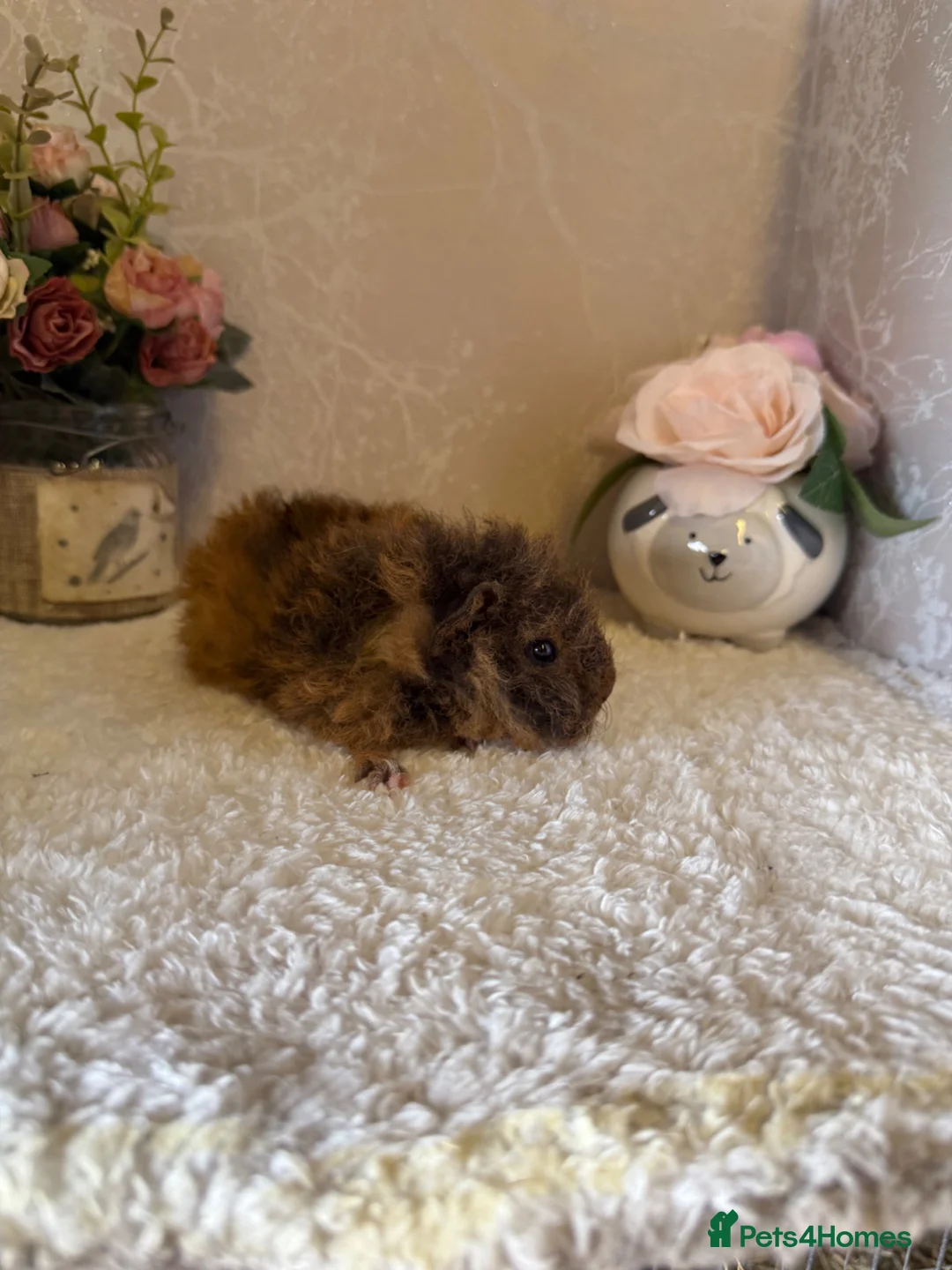 Guinea Pig rodents for sale: Mixed litter of baby guinea pigs 💕 - Advert 4