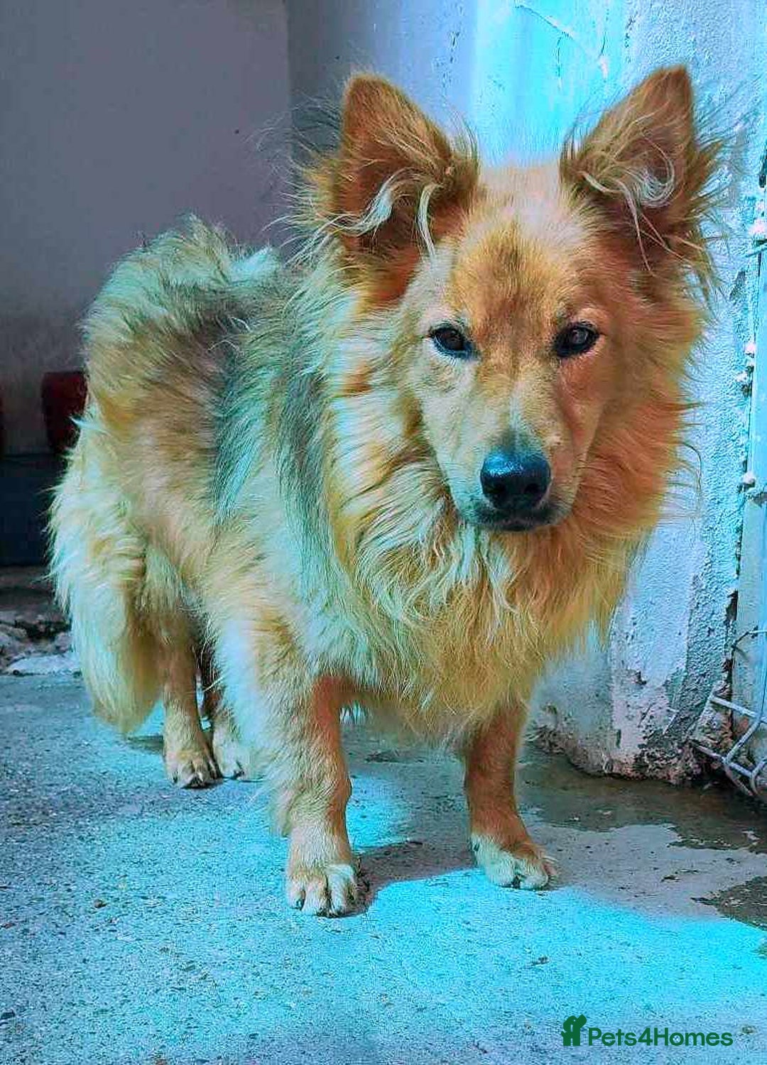 Mixed Breed dogs for adoption: MONTY – an example of Resilience and Devotion - Advert 3