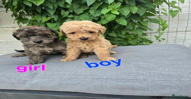 Maltipoo dogs - Advert 7
