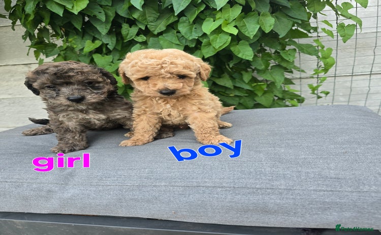 Maltipoo dogs - Advert 3