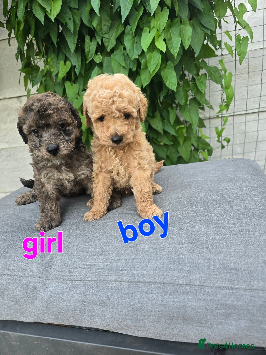 Maltipoo dogs for sale:  multipoo baby's for sale  - Image 1