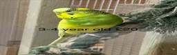 Budgerigars birds for sale: Budgies  - Advert 3
