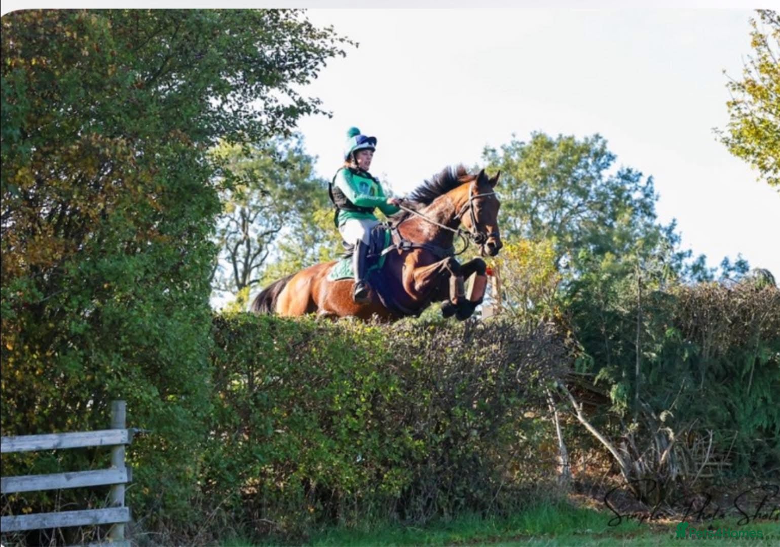 English Thoroughbred horses All rounder mare for sale  - Advert 9