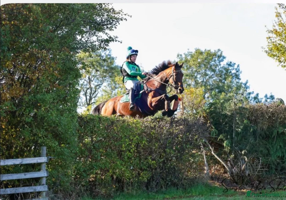 English Thoroughbred horses for sale: All rounder mare for sale  in Newmarket - Advert 1