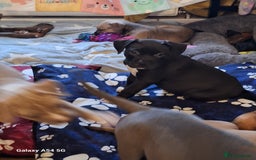 American Bulldog dogs for sale: 11 little hearts need their forever home - Advert 14