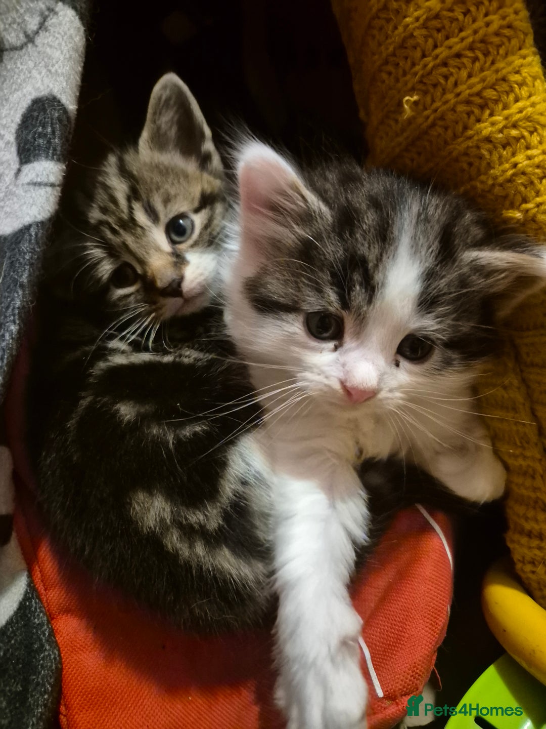 Mixed Breed cats for sale: 1/4 Maine Coon kittens - Advert 11