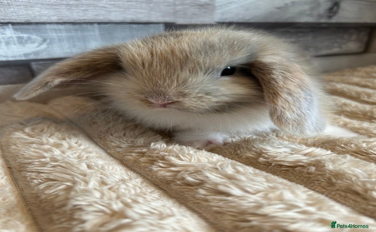 Mini Lop rabbits - Advert 4