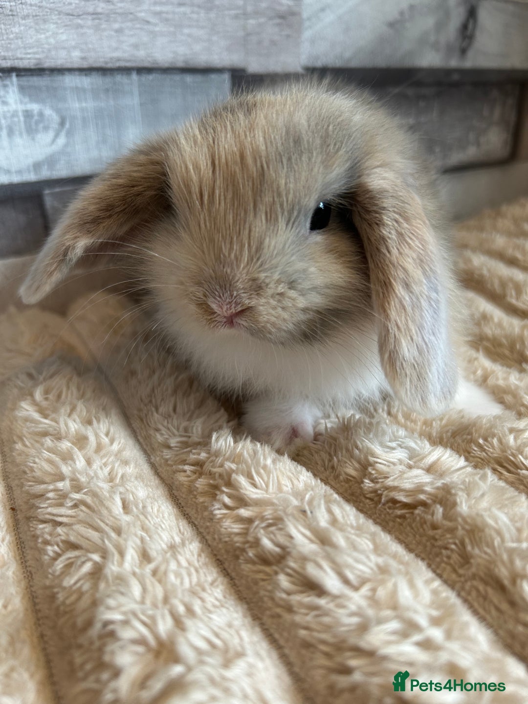 Mini Lop rabbits for sale: ⭐️Pure Breed Holland lops⭐️ - Image 1