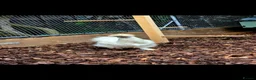 Mixed Breed livestock for sale: Day old chicks available  - Advert 17