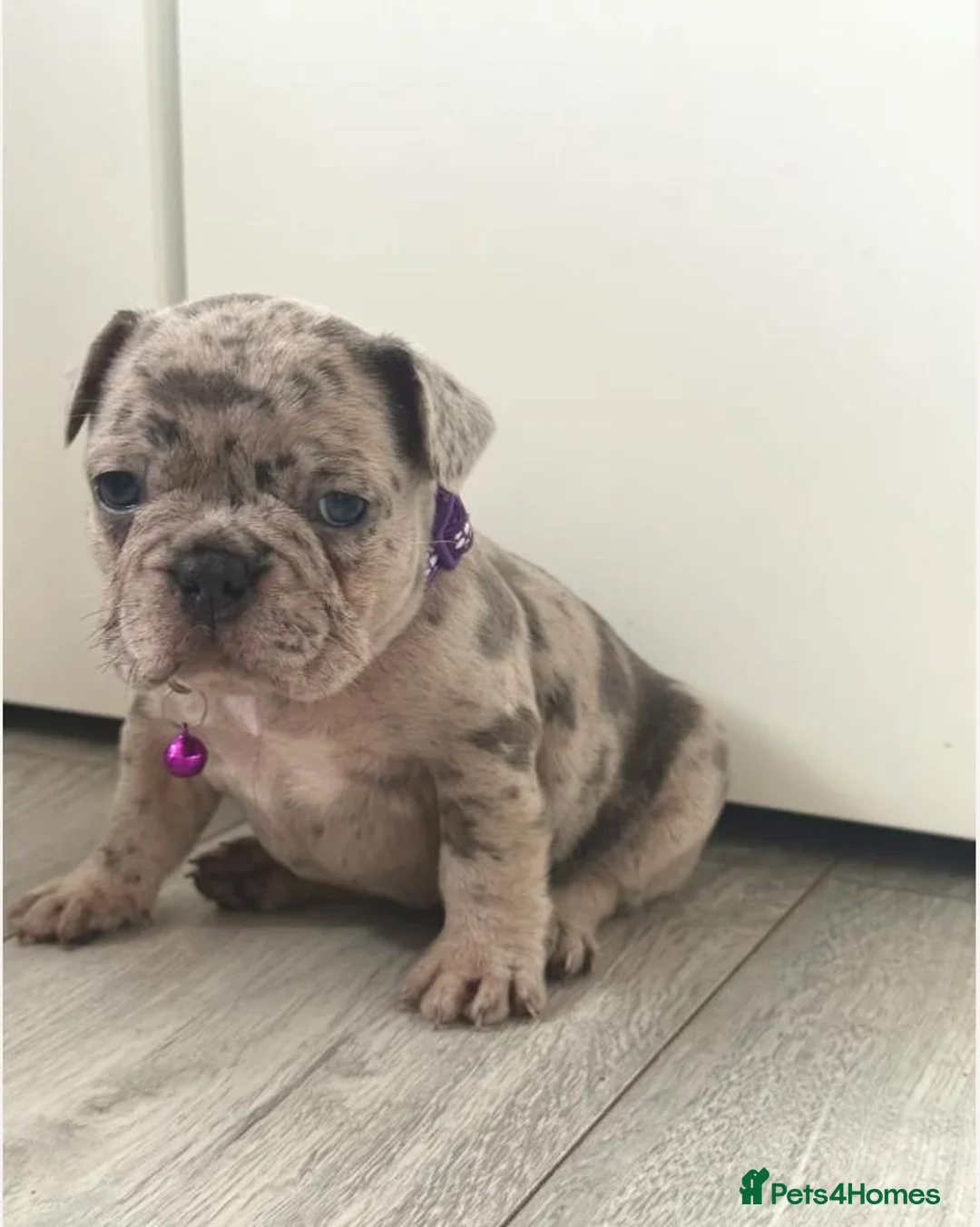French Bulldog dogs for sale: Beautiful French Bulldog Puppies in Bath - Advert 2