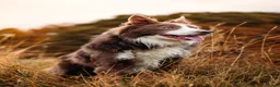 Border Collie dogs for stud: Exceptional Lilac & White DNA clear Border Collie in Saint Asaph - Advert 4