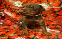 Dobermann dogs for sale: Elite Class World Champion Pedigree Pups KC'D - Image 1