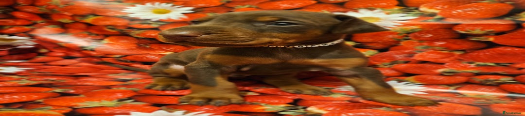 Dobermann Puppy 4