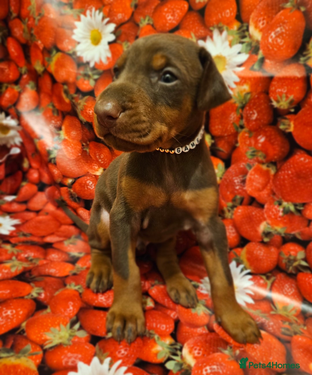 Dobermann dogs for sale: Elite Class World Champion Pedigree Pups KC'D - Image 1