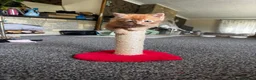 British Shorthair cats for sale: two very sweet male kittens  - Advert 11