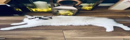 Ragdoll cats for sale: Ragdoll in Sittingbourne - Advert 1